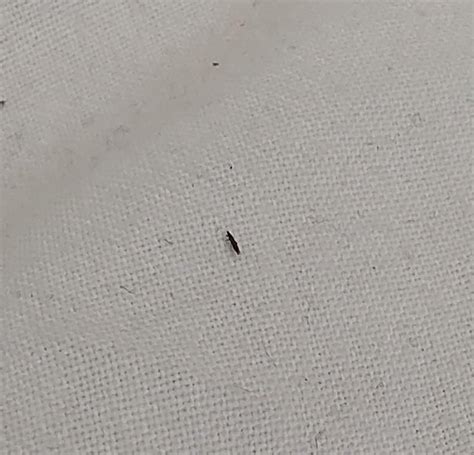 Need some help with I D! Saw some of these extremely tiny long black ...