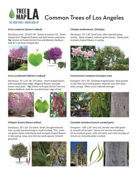 Image result for Tree Identification Chart