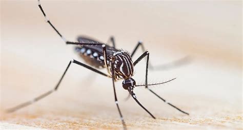ICMR issued new guidelines regarding Zika virus know who more at risk ...