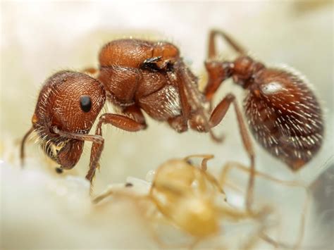 Western Harvester Ants (Pogonomyrmex occidentalis) » AntGear