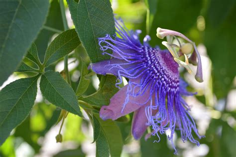 Purple Passionflower: Passiflora incarnata