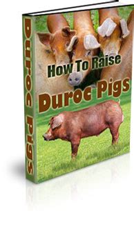 How To Raise Duroc Pigs | How To Breed Duroc Pigs | What Do You Feed ...