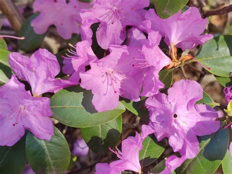 Image result for One Plus 8 Pro Support SD Card