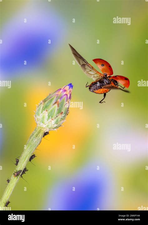 Image result for Ladybug Flying