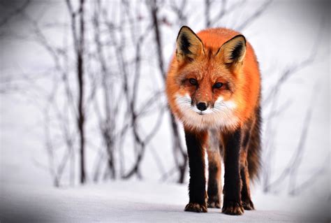 Fox Animal Symbolism | Symbolic Fox Thoughts | Fox Totem Meanings | by ...