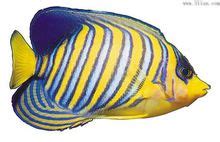 热带鱼可以和什么种类的观赏鱼混养？|水族品种-波奇网百科大全