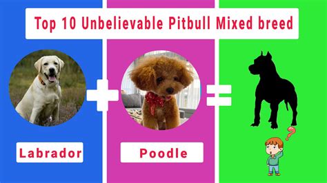 Top 10 Cute Mixed Cross Breed Dogs You Need to Own | Dog crossbreeds ...