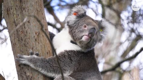 Koalas in Australia to get chlamydia vaccine for STD plaguing species