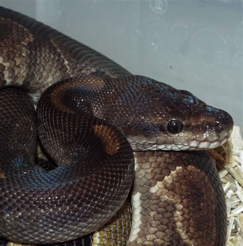 Image result for Unusual Royal Python