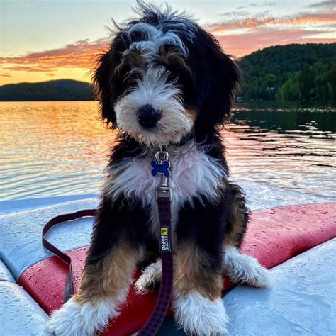 The Bernedoodles | The Cutest Mini Bernedoodle Puppies