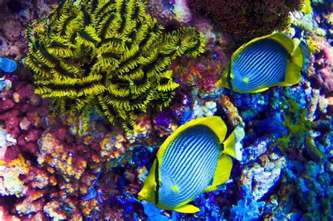 Desde hace 60 años, el Mediterráneo ha perdido 34 % de peces y 41 % de ...