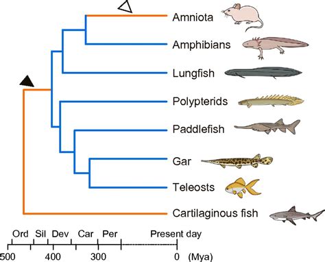 Regeneration Animals