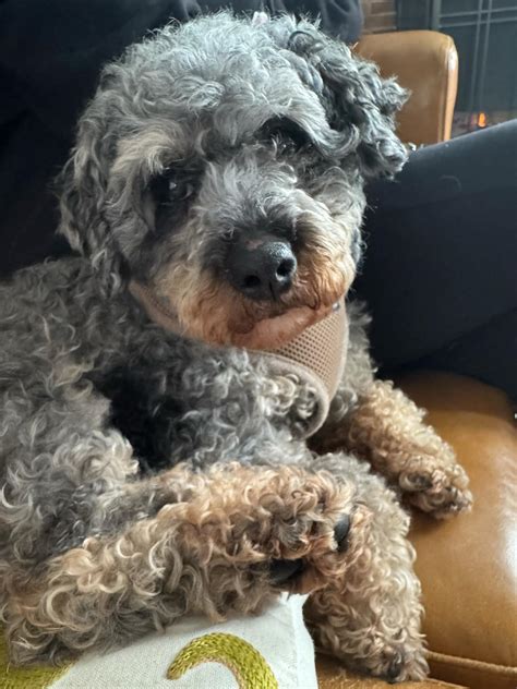 Buffalo Pug & Small Breed Rescue, Inc.