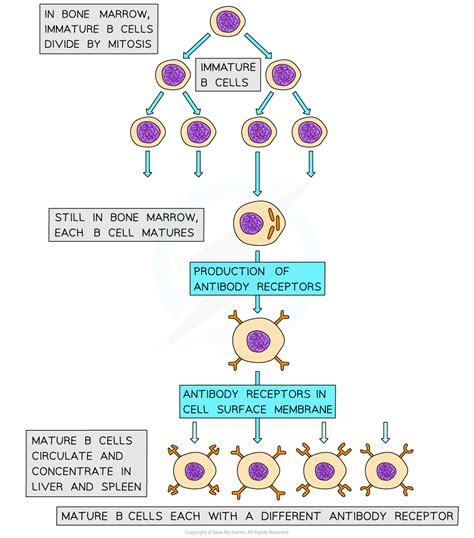 Where Does B Cells Mature