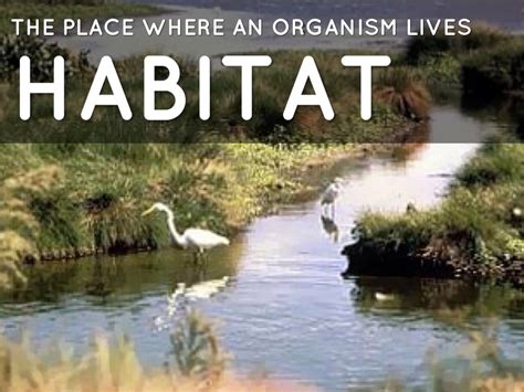 Ecology 的图像结果