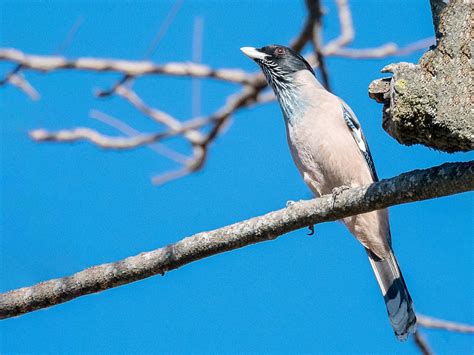 Black-headed Jay - eBird