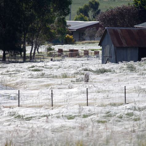 Millions Of Spiders