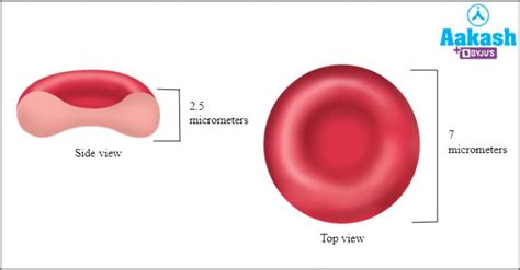 Haemoglobin: Structure, Types, Functions, Common Disorders, Practice ...