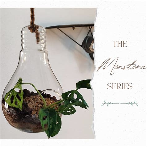 Monstera Adansonii Terrariums - Bulb | www.farmstudio.co.in