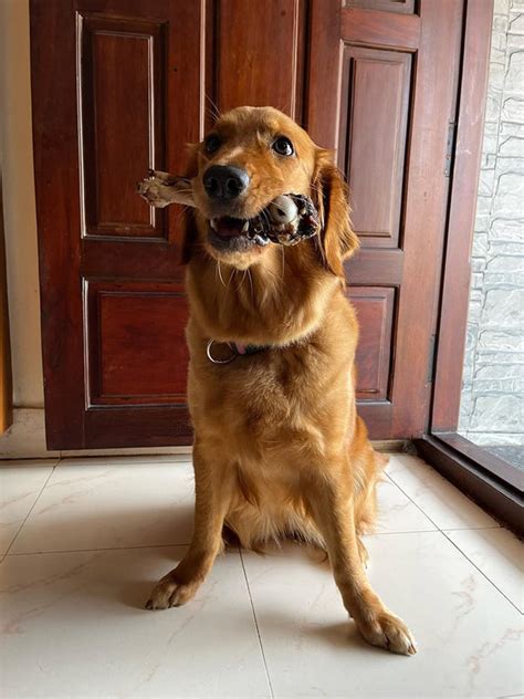 Beginner Chews – Canine India