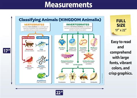 ZOCO - Animal Kingdom Classification Poster (2 Pack) - Laminated 17 x ...