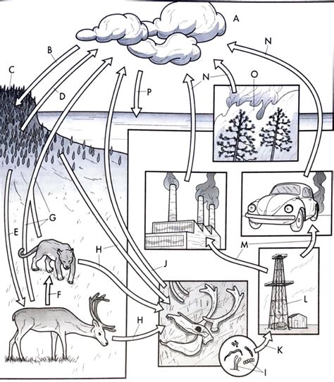 Cycle Graph Template 的图像结果