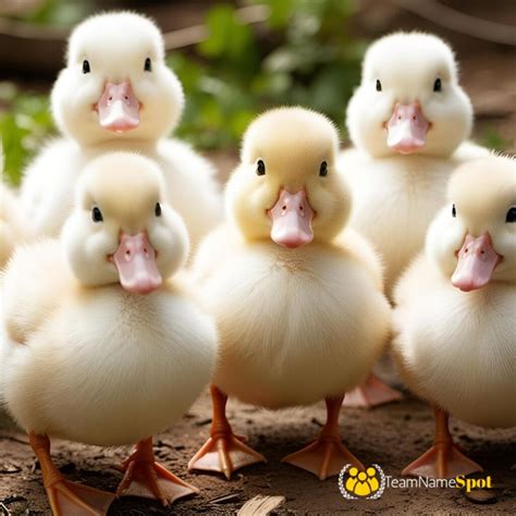 300+ Duck Names That Will Make Your Feathered Friend Stand Out