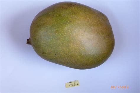 Image result for Dwarf Mango Tree Care