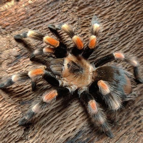 Female Brachypelma smithi (ex annitha) : r/tarantulas