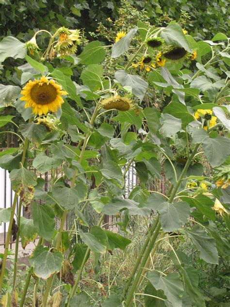 Buy sunflower Helianthus 