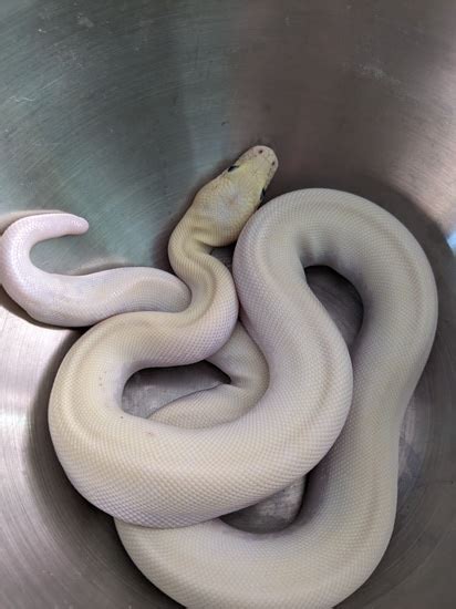Ivory Burmese Python 的图像结果