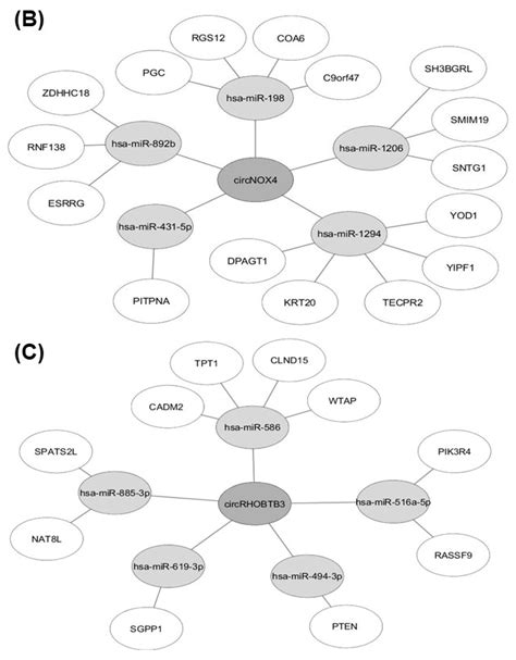 Circular RNAs in Clear Cell Renal Cell Carcinoma: Their Microarray ...