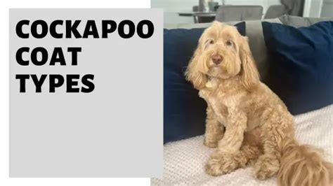 Image result for Flat Coat Cockapoo