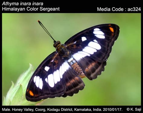 Athyma inara | Butterfly