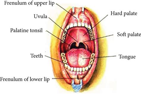 Image result for Respiratory System Composition