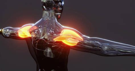 How Muscles Grow Animation 的图像结果