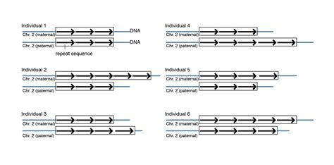 Image result for Copy Number Variation Genes