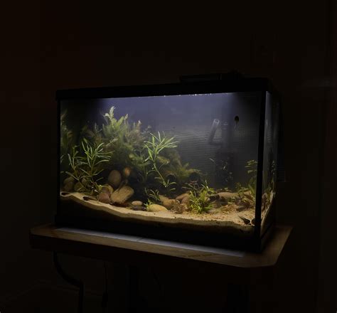 Image result for Native Fish Tank