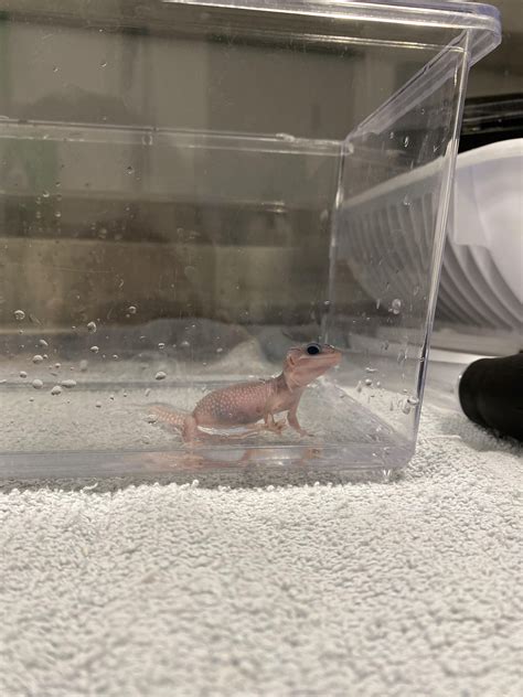 Leopard gecko morph id? : r/leopardgeckos