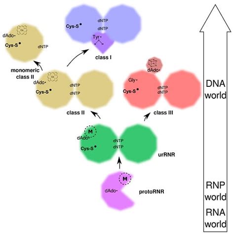 The Origin and Evolution of Ribonucleotide Reduction