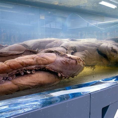 Colossal Squid Display