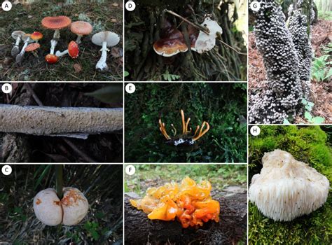 日志 蘑菇 真菌生长 半透明 部落 吠 森林 针叶树图片下载 - 觅知网