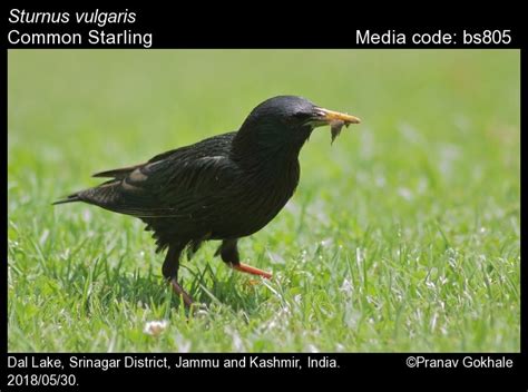 Sturnus vulgaris Linnaeus, 1758 - Common Starling | Birds
