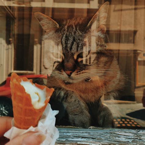 Can Cats Eat Human Food: Paws For Thought 2024