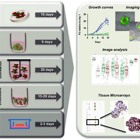 Microarray Core Machine 的图像结果
