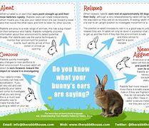 Image result for Bunny Care Tips
