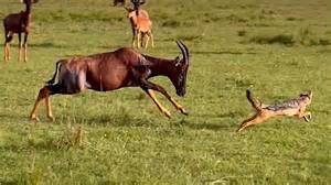 Predators close in as mother antelope makes a desperate stand