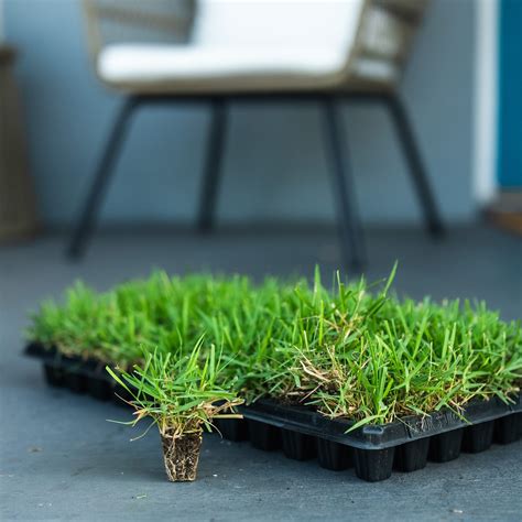 EMPIRE Zoysia Grass Plugs | Sod Solutions