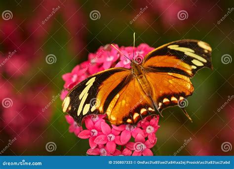 Consul Fabius, the Tiger Leafwing, Orange Black Butterfly Sitting on ...