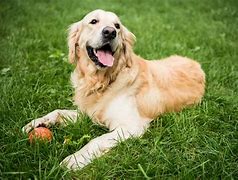 Image result for Golden Retriever and Bunnies
